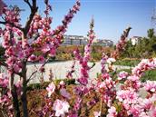 山东省,烟台市,招远市,辛庄镇,北截村