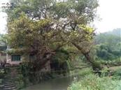 重庆市,忠县,石宝镇,晨溪村