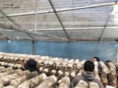 小沟口村 新合并西河村香菇产业园带动贫困户脱贫致富