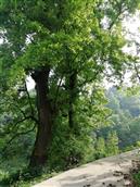 石宝塘村 百年“双包”古枫树，依然根深叶茂盛，好比山伯英台情，默默守护代代人……！
