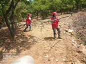 小渤海寨村 志愿者在公益林，捡树枝，即绿化，又防火。