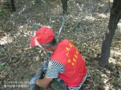 小渤海寨村 志愿者在公益林，捡树枝，即绿化，又防火。