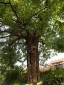 朱刘西社区 大约是明朝时期的老古槐树