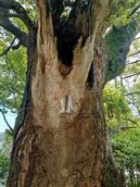 团堧村 百年老樟树，神的精神