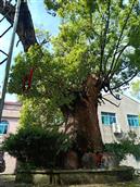 团堧村 百年老樟树，神的精神