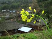 贵州省,黔东南州,雷山县,大塘乡,排里村