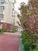 山东省,烟台市,招远市,辛庄镇,北截村