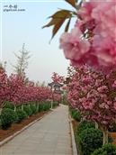 山东省,烟台市,招远市,辛庄镇,北截村