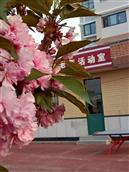 山东省,烟台市,招远市,辛庄镇,北截村