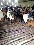 报戈村 四川省凉山州布拖县报戈村五组一群羊被偷走了，发布