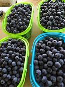 城东社区 新鲜有机水果王后蓝莓，现摘现卖。县城免费配送。价格优惠。电话13576350009（微信同号）