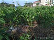 湖南省,株洲市,茶陵县,马江镇,浪滩村