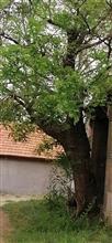 北褚庄村 北褚村最老的槐树，据传大约有300年左右的树龄了