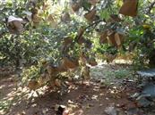 惠屯村 苹果园，每个果子都套上了纸袋子，绿色环保，不受农药污染