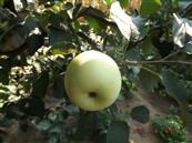 惠屯村 这个长的有点像红富士的苹果可是辽宁特有的，是沈阳农业大学选育出来的，个头要比红富士大，也比红富士早熟近一个月