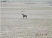惠屯村 小狗在海边撒欢的跑，特开心，有点我们孩童时的感觉！