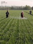 西宋村 农民正在给小麦防治病虫害