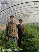 陕西省,咸阳市,泾阳县,桥底镇,和村