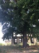 观里村 村小学校院子里的白果树。