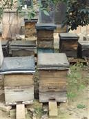 南庞村 纯生态养蜂场
