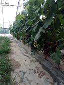 山东省,聊城市,临清市,刘垓子镇,薛楼村