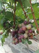 山东省,聊城市,临清市,刘垓子镇,薛楼村