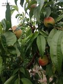 山东省,聊城市,临清市,刘垓子镇,薛楼村