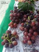 山东省,聊城市,临清市,刘垓子镇,薛楼村