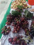 山东省,聊城市,临清市,刘垓子镇,薛楼村