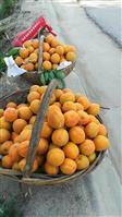 杨圪塔村 又甜又大的'金太阳“甜杏。
