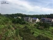 龙口村 这是龙口村的一个小山村一王家湾。幢幢乡墅掩映在绿色之中。武阳高速穿村而过，村头就是服务区。