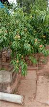 教安村 家乡李子㔾成熟。桃子已成熟。