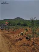 山东省,青岛市,黄岛区,宝山镇,七宝山村