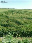 纪孟三社区 今年的麦子长势不错！就是刮风影响了产量