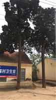 邹家庄村 村里的老松树
