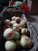 曾畈村 我家的桃，西瓜大而甜。