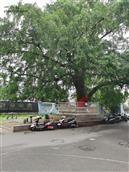 吉山村 500年的银杏树见证了吉山村的发展史。