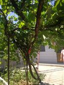 留祥村 小院里种的葡萄树  