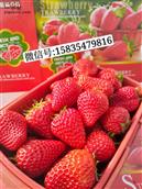 内贾村 内贾奶油草莓园
