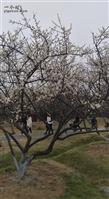 萝峰社区 梅花盛开，洁白如雪。