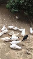 坝头村 坝头村家家户户都喂养着很多的白正番鸭