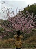 塘湾村 春天桃花开了。