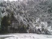塘湾村 大雪压竹