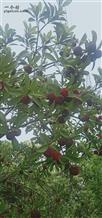 吴家埠村 吴家埠净产杨梅水密桃。