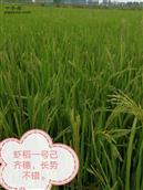 北港村 虾稻共生模式，生态绿色优质稻生产基地。
