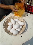 小翟庄村 村里人在村边集上卖自家产的鹅蛋