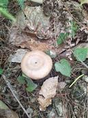 瓦房沟村 山上的野生丛菌。