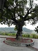 广东省,揭阳市,普宁市,南径镇,陇华村