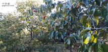 荷塘村 果树山上的柿子，虽然果树山上的树都老化。大部分人家还是保留了一些品种，卖一部分吃一部分。板栗，柿子，橘子，杨梅，李，梨子等等。也有不少种生姜小黄姜，朝天椒