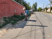东站村 村委组织人员对路边杂草打灭草剂处理